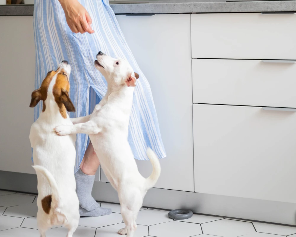 automatic pet food dispenser